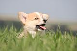 CORGI PEMBROKE 1226